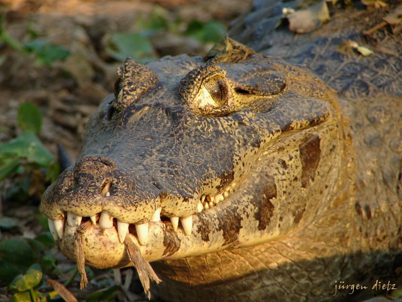 Pantanal: Jacaré