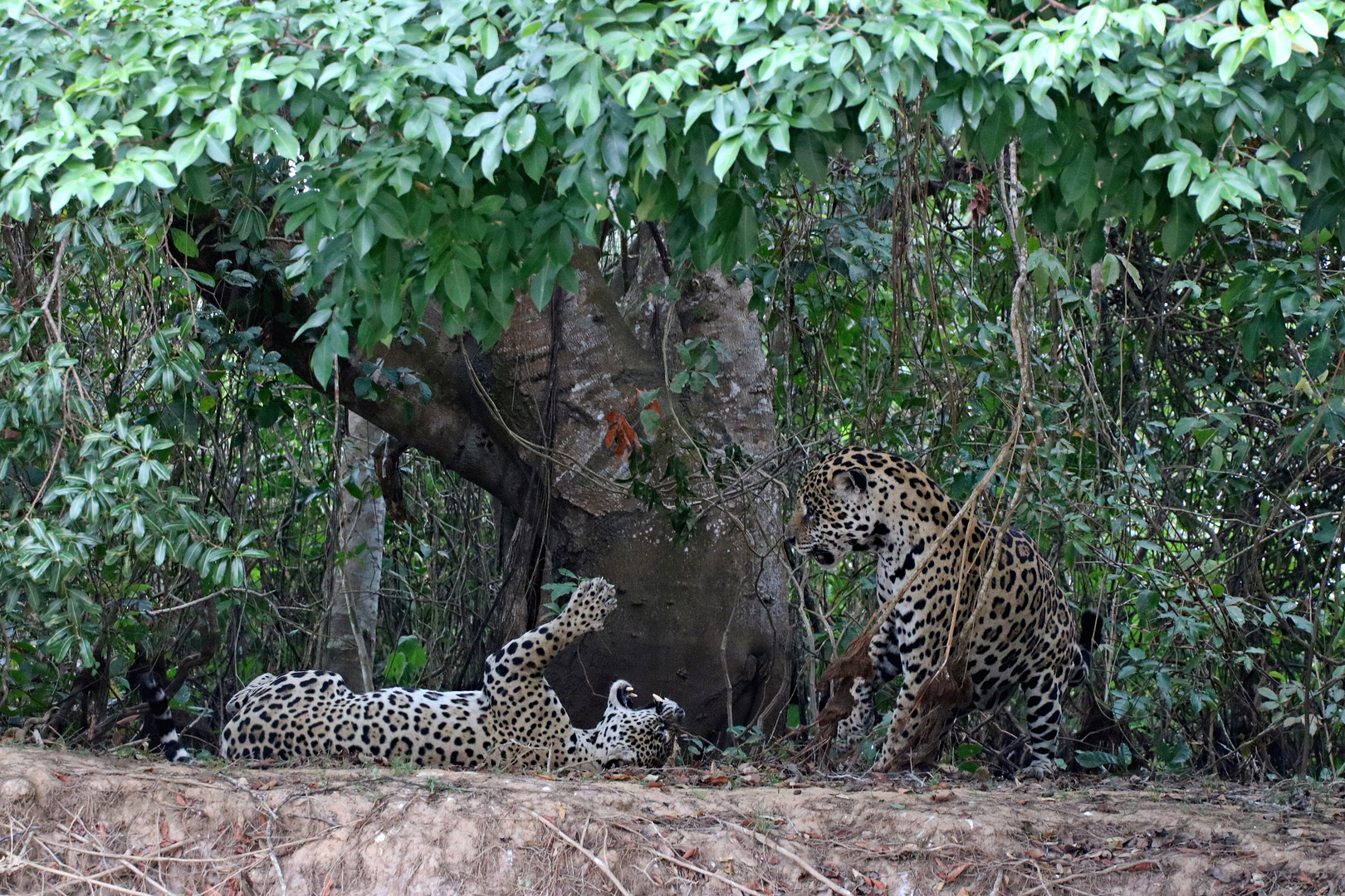 Pantanal, Jaguare beim Liebesspiel 