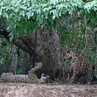 Pantanal, Jaguare beim Liebesspiel 