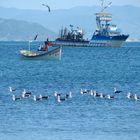 PANTANO DO SUL 2013 FLORIANOPOLIS GAVIOTAS - BRASIL