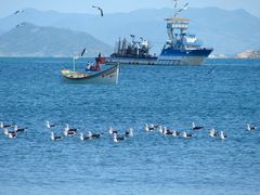 PANTANO DO SUL 2013 FLORIANOPOLIS GAVIOTAS - BRASIL