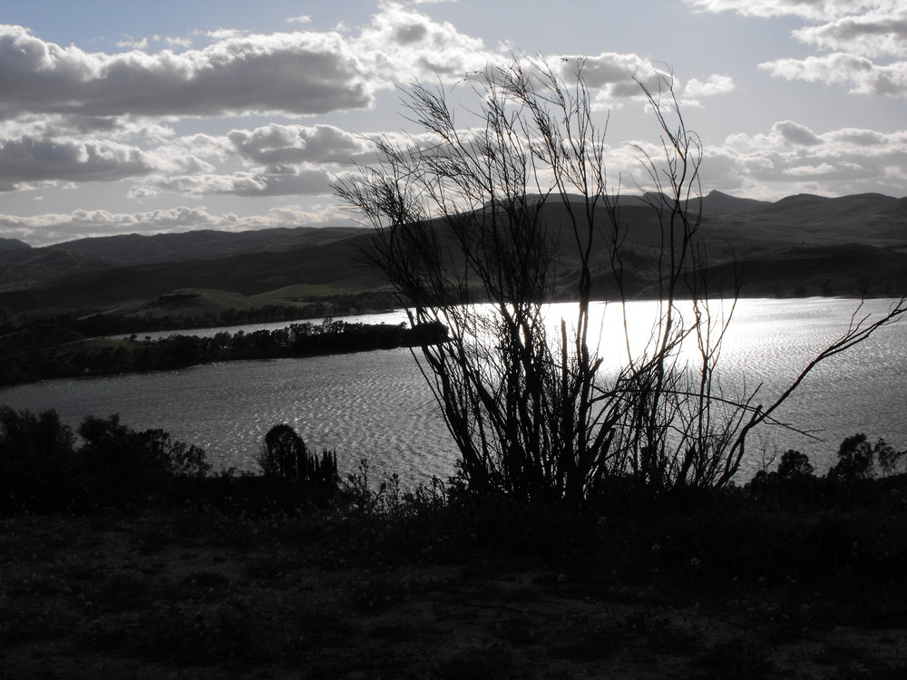 pantano entre sombras