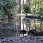 Pantano escondido