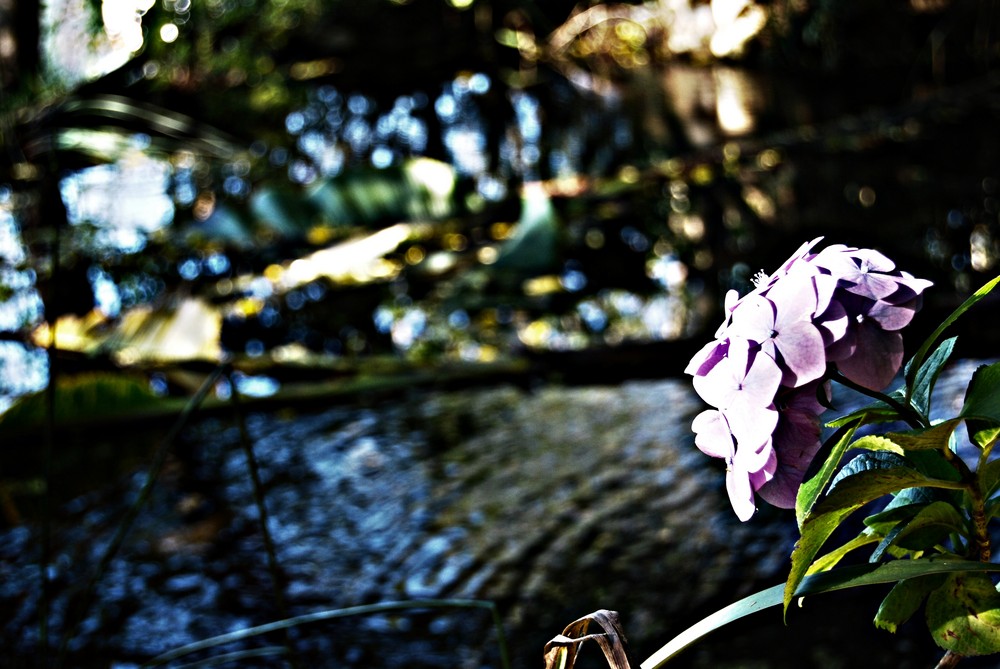 pantano tras la flor.