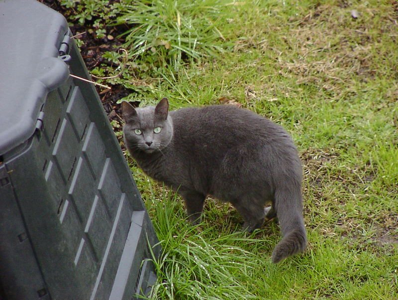 Panter ertappt im Garten