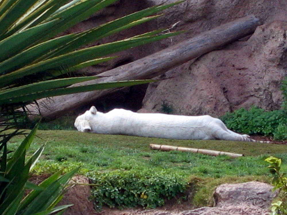 Pantera Blanca