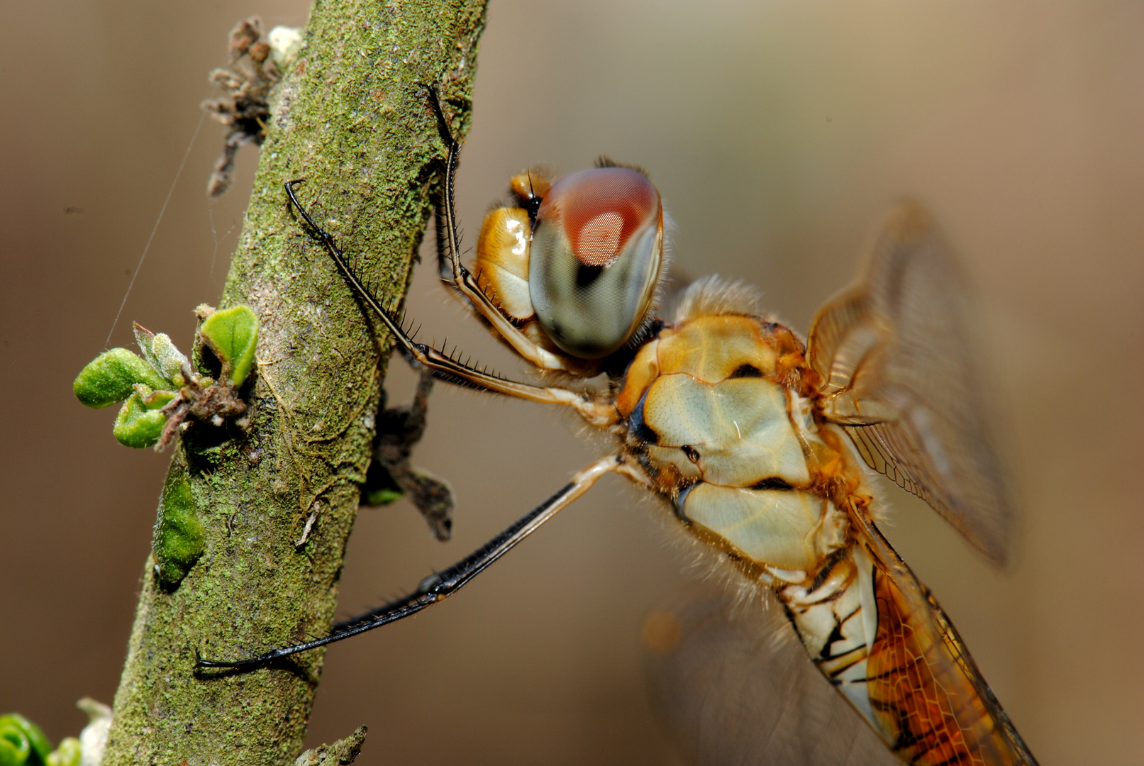 Panthala flavescens, f Foto & Bild Bilder auf