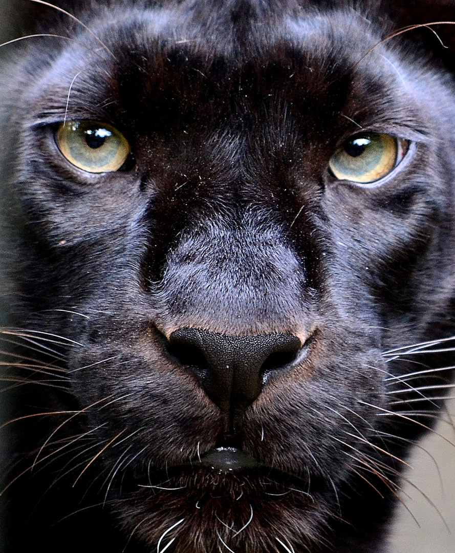 Panther