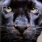 Panther