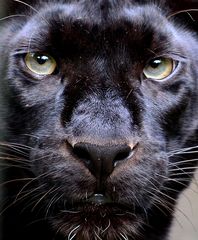 Panther