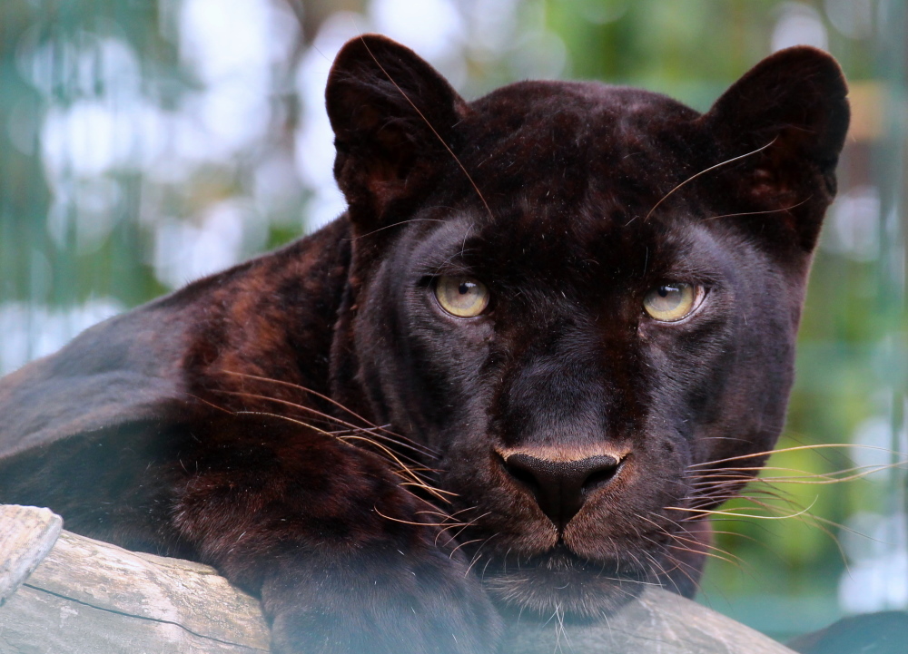 Panther