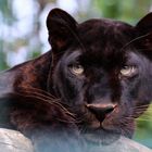 Panther