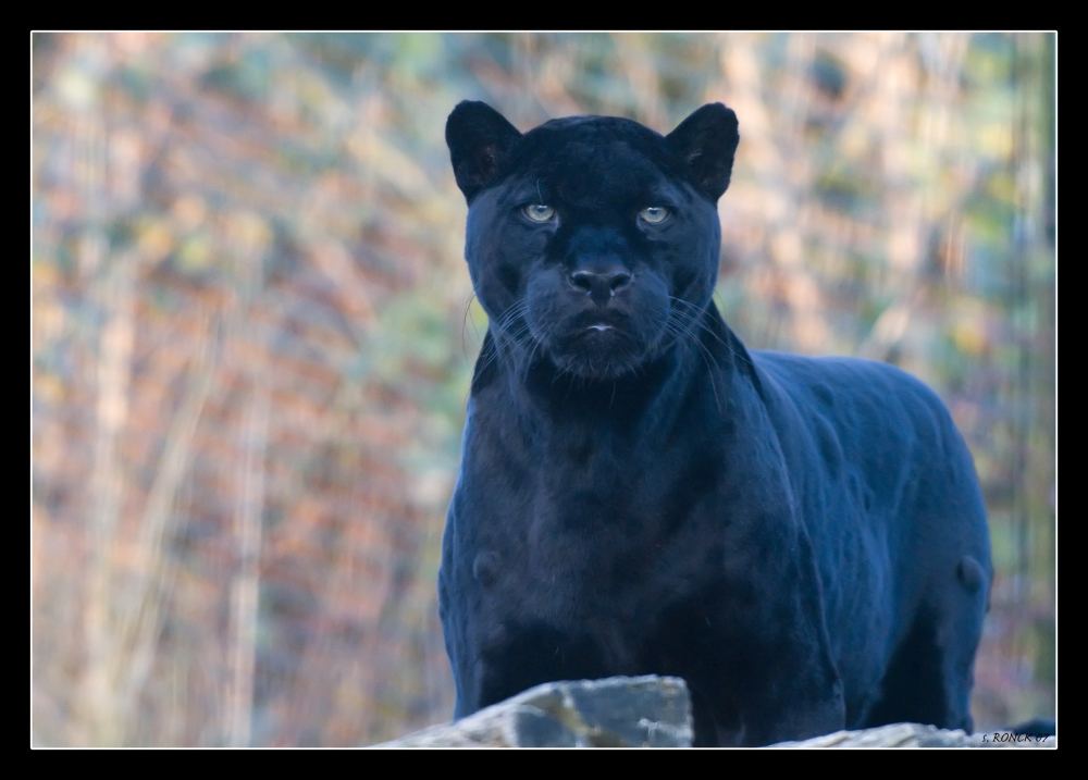 Panther