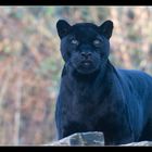 Panther