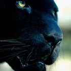 Panther