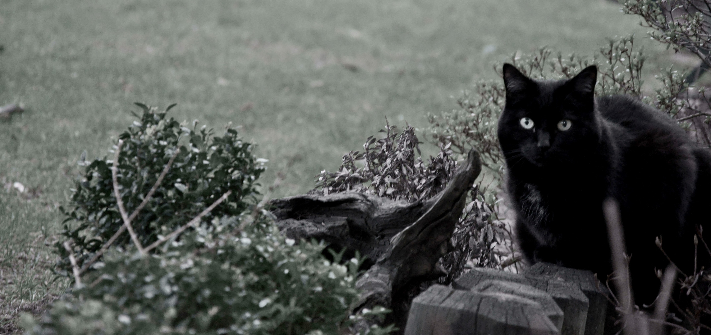 *Panther* auf dem Catwalk