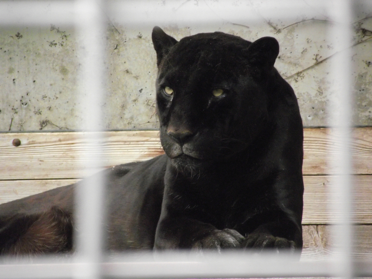 Panther aus der Wilhelma Stuttgart :)