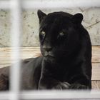 Panther aus der Wilhelma Stuttgart :)