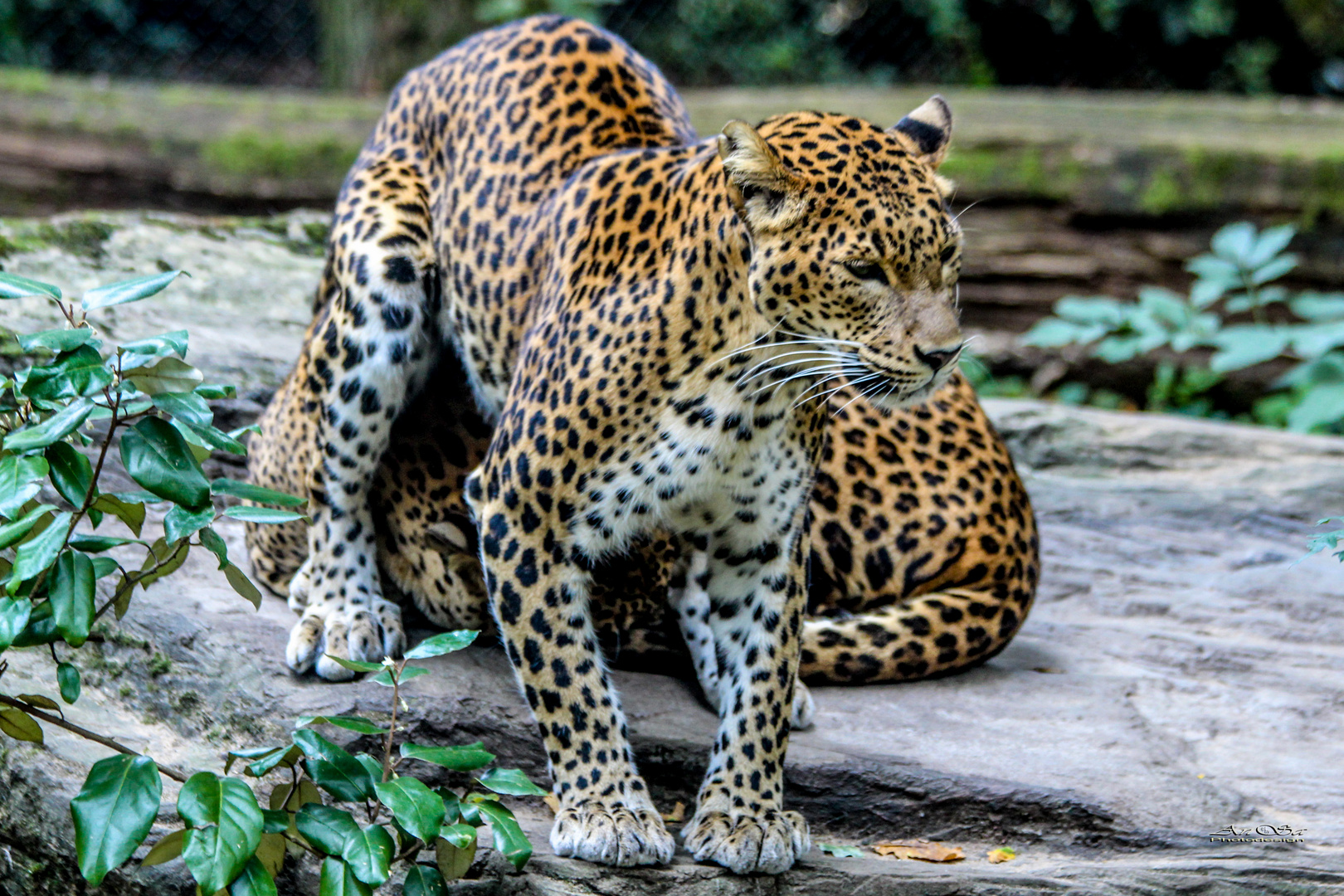 Panther aus Sri Lanka