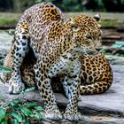Panther aus Sri Lanka