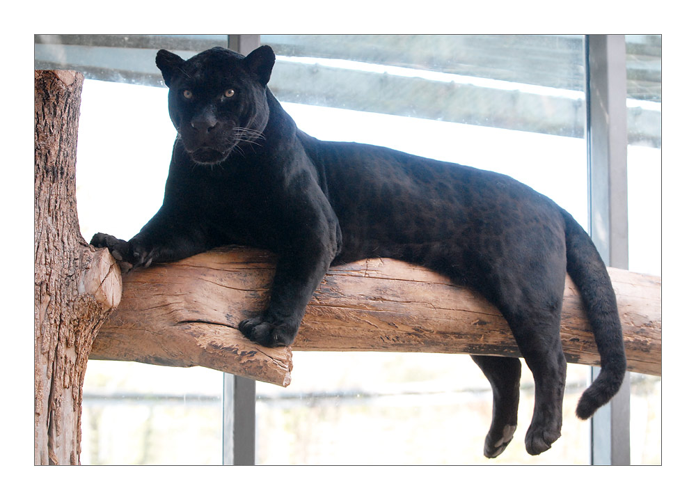 Panther / Black Jaguar