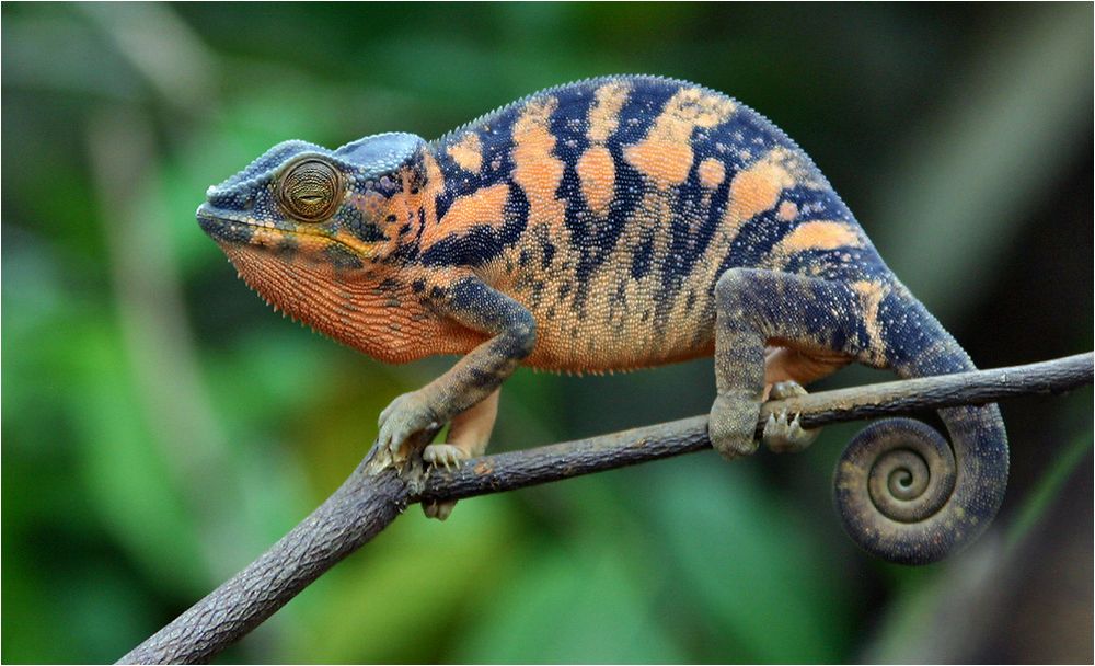 Panther - Chamäleon Foto & Bild | tiere, wildlife, amphibien