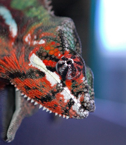 Panther-Chamaeleon (Furcifer pardalis)