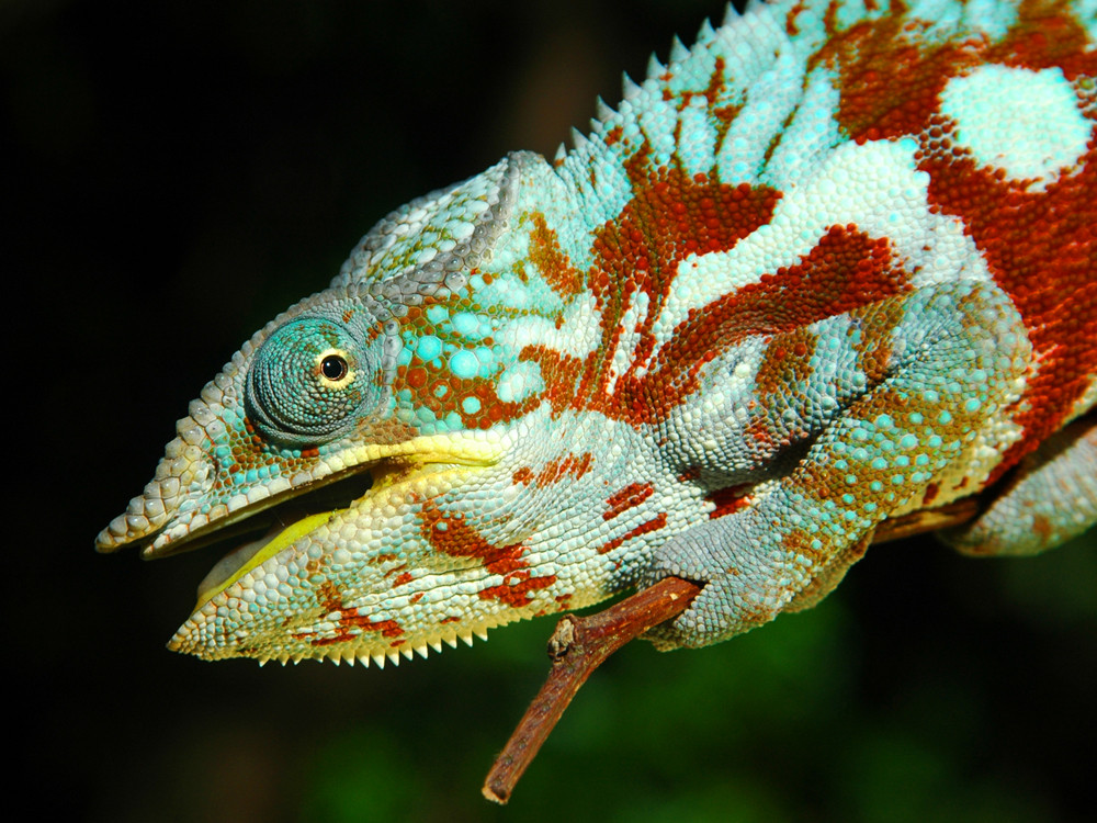 Panther-Chamäleon in Madagaskar