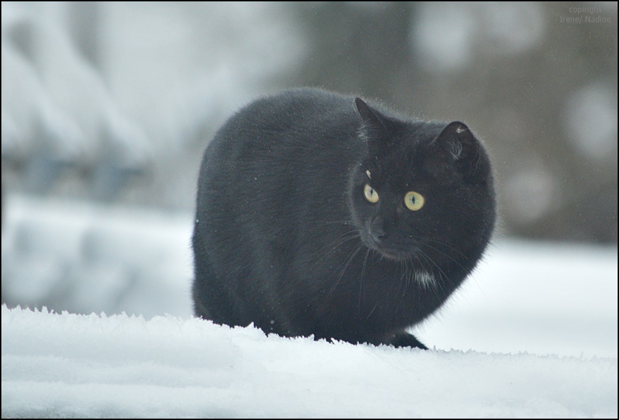 Panther im Schnee !?!?