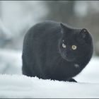 Panther im Schnee !?!?