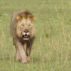 Panthera leo