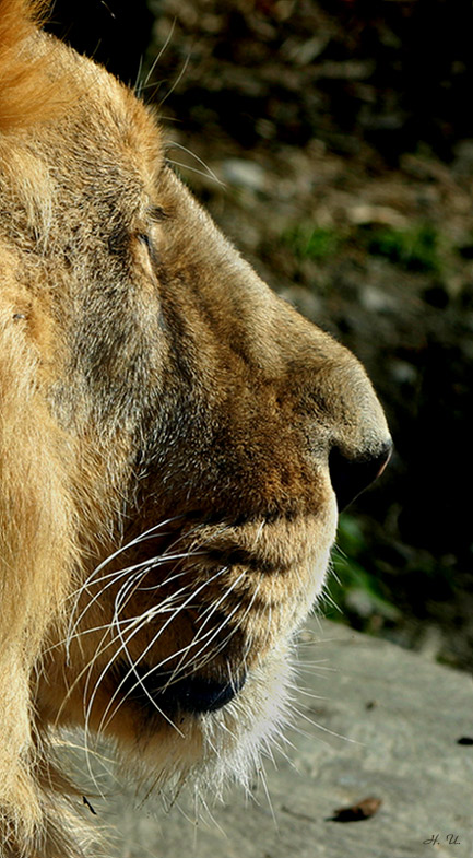 Panthera leo