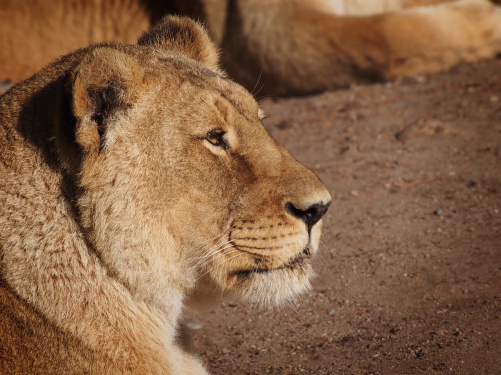 Panthera leo