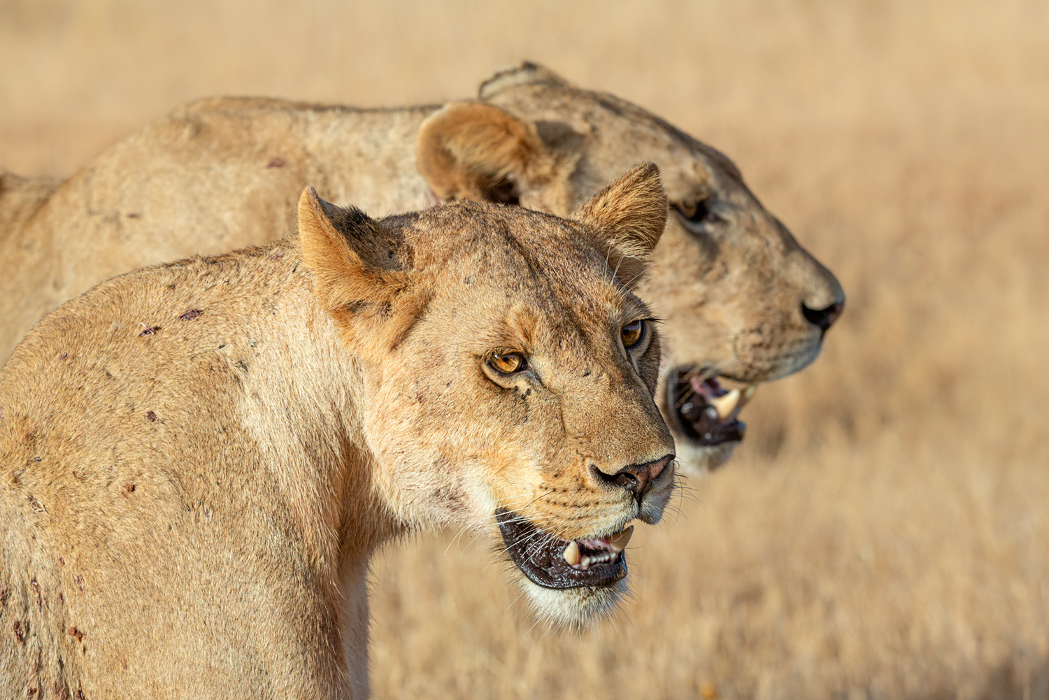 Panthera leo 