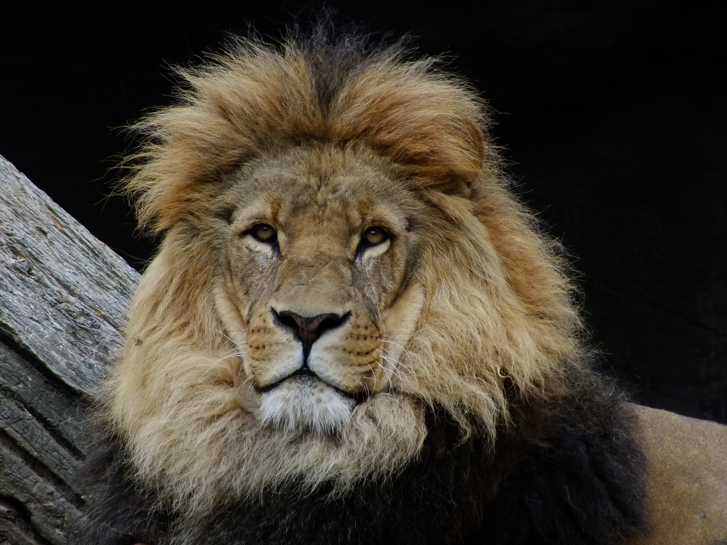 Panthera leo