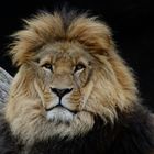 Panthera leo