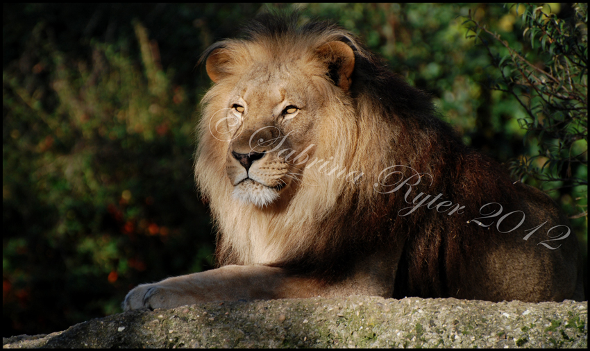 Panthera leo