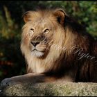 Panthera leo