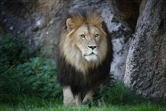 ~ Panthera leo ~ 