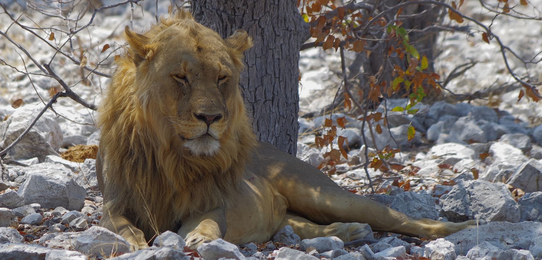 panthera leo