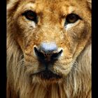 Panthera leo