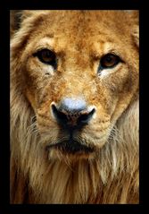 Panthera leo