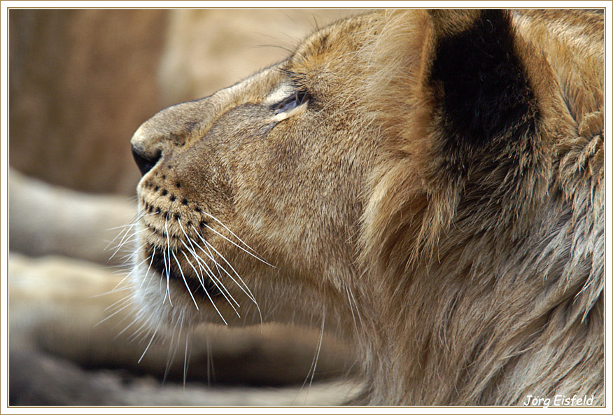 Panthera leo