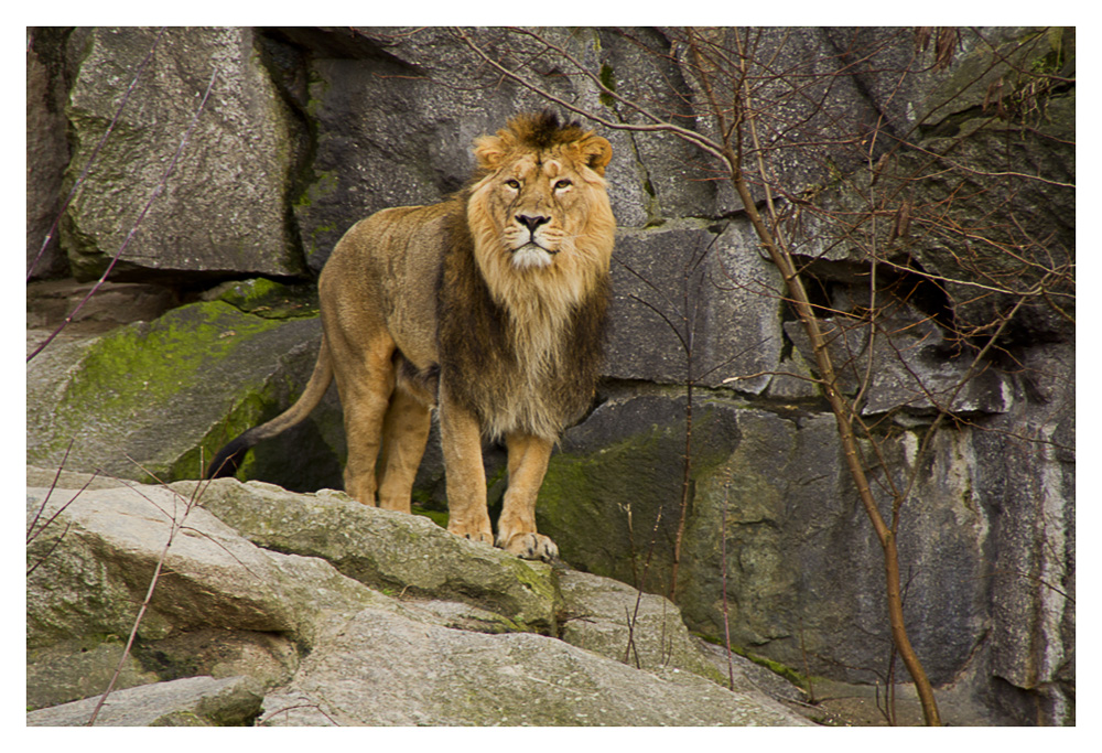 Panthera leo