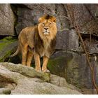 Panthera leo