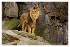 Panthera leo