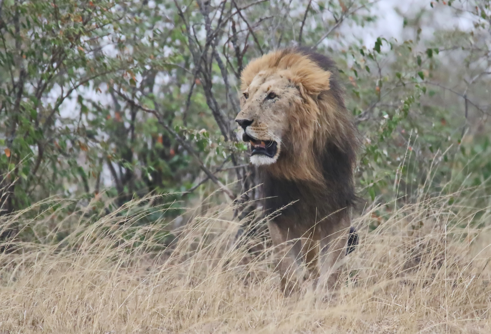 Panthera leo