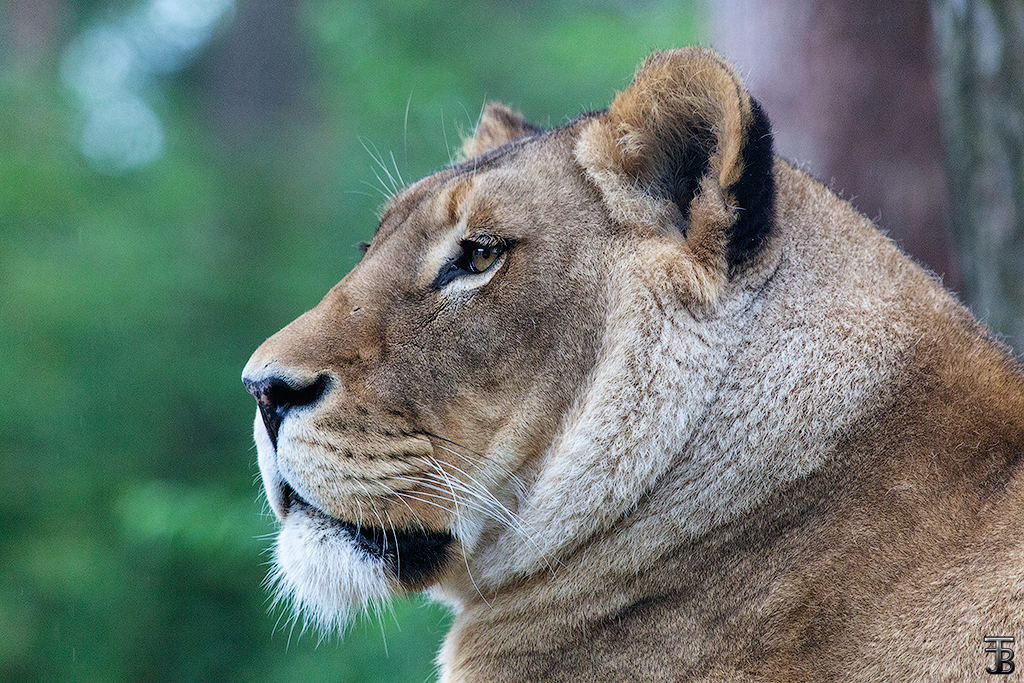 Panthera Leo