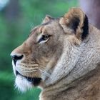 Panthera Leo