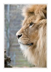 Panthera leo